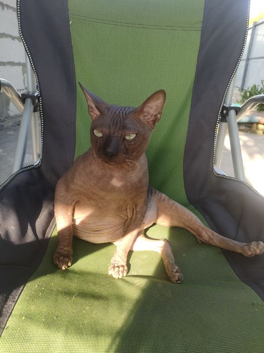 Вязка мальчик сфинкс