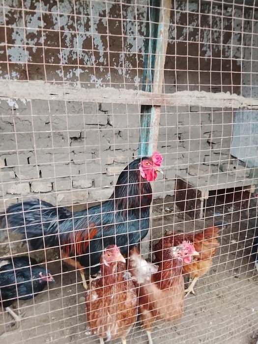 Хўроз сатилади дамашне