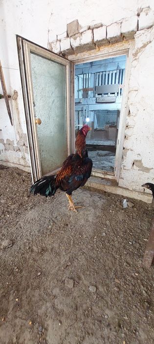 Бойцовый кораздар сатылады