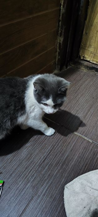 Две кошечки девочки.