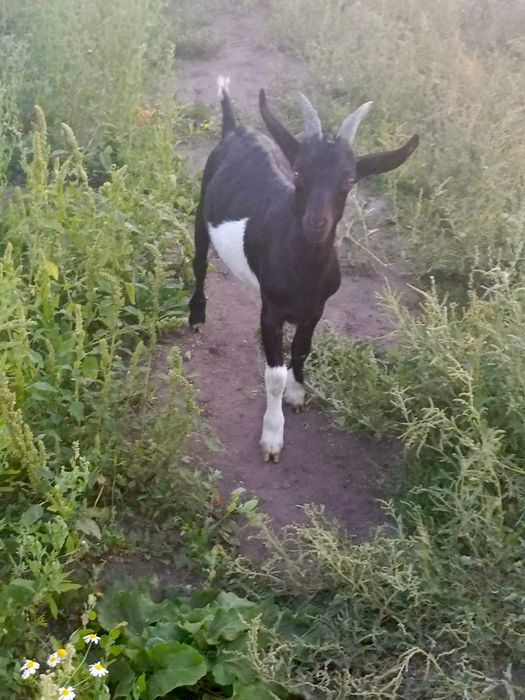 Продам козла Альпиец