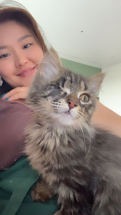 Котенок снайпер ищет дом, с приданным