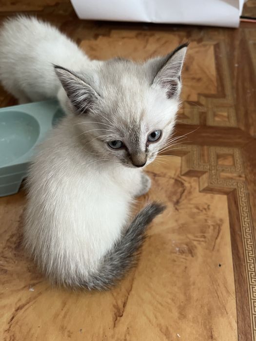 Отдадим котят в добрые руки