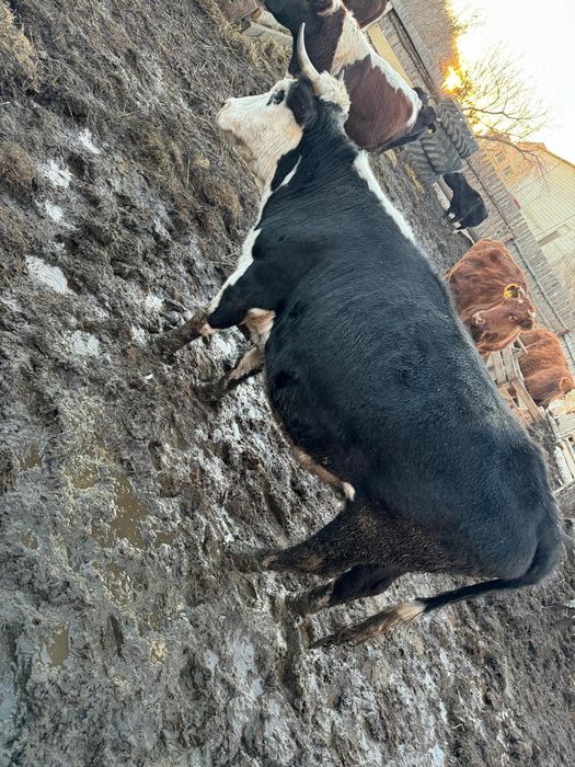 Продам стельную корову