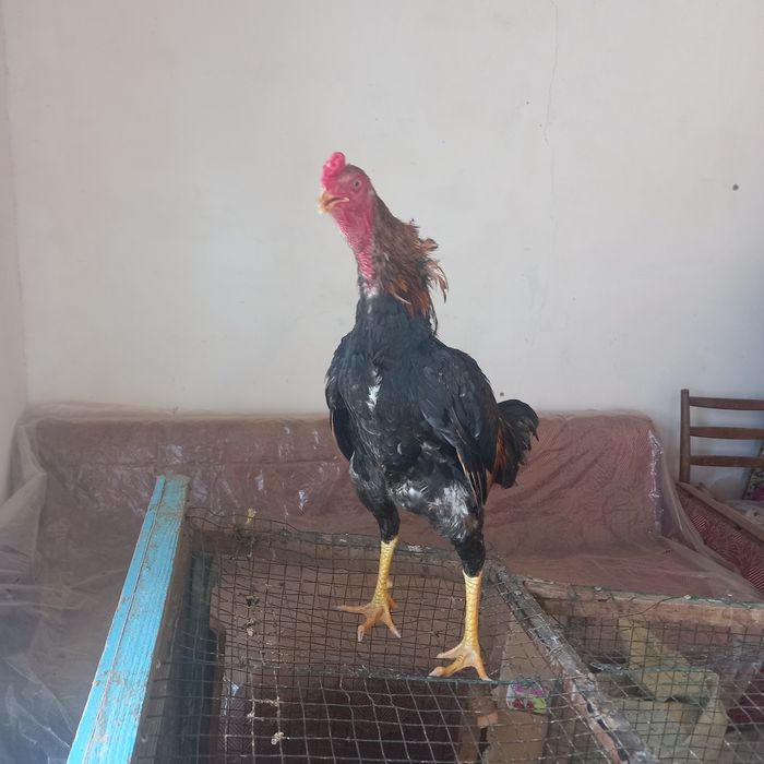 Dakan xo'roz sotiladi