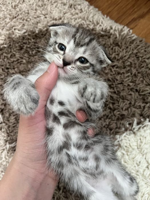 Шотландские вислоухие котята