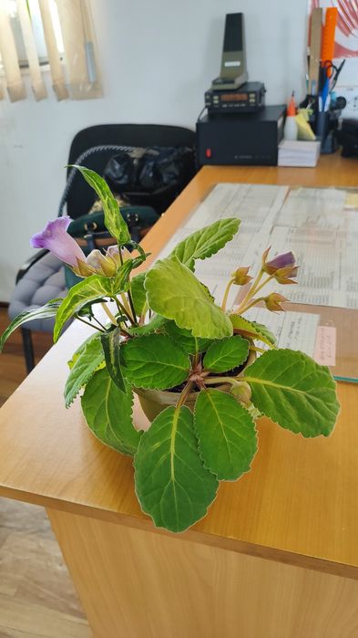 Продам глоксинии первогодки