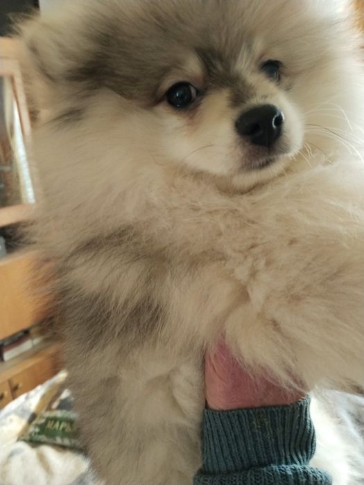 Предлагается щенок шпица