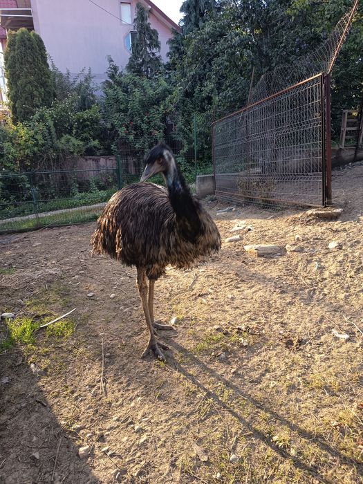 Struti Emu de vânzare