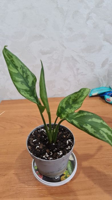 Продам  цветочки