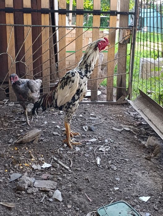 Продам Дакан шамо Сентябр