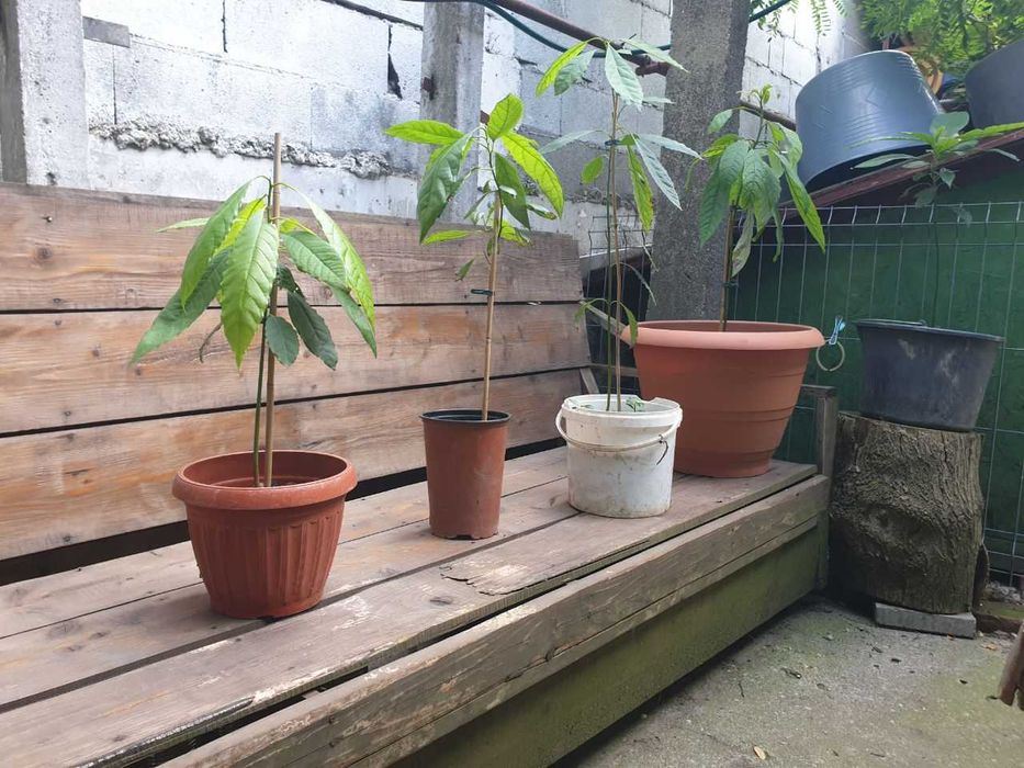 Vand plante si puieti la ghiveci.