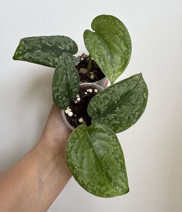 Сциндапсус Сильвер Клауд! Эпипремнум ! Комнатные цветы!