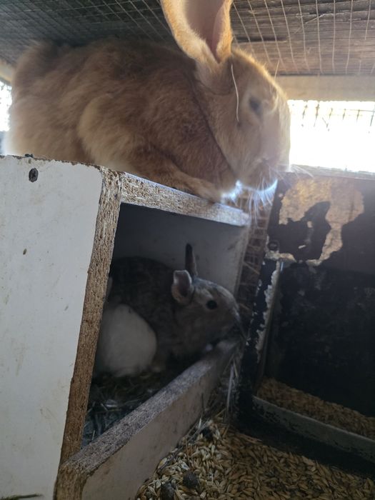 Крольчата продам