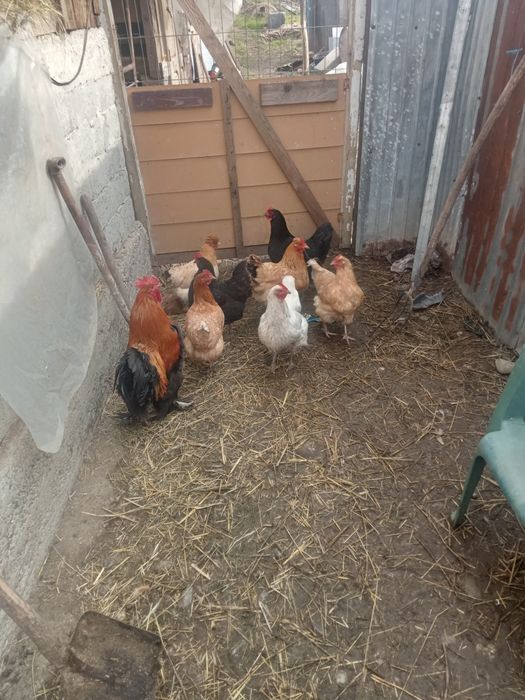 Vând găini și rațe șapte găini și un cocoș și cinci rațe și doi rățoi