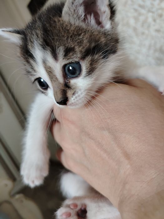 Отдам котят в добрые руки