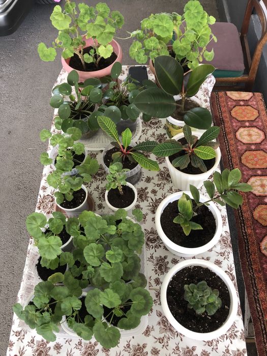 Комнатные цветы Разных сортов