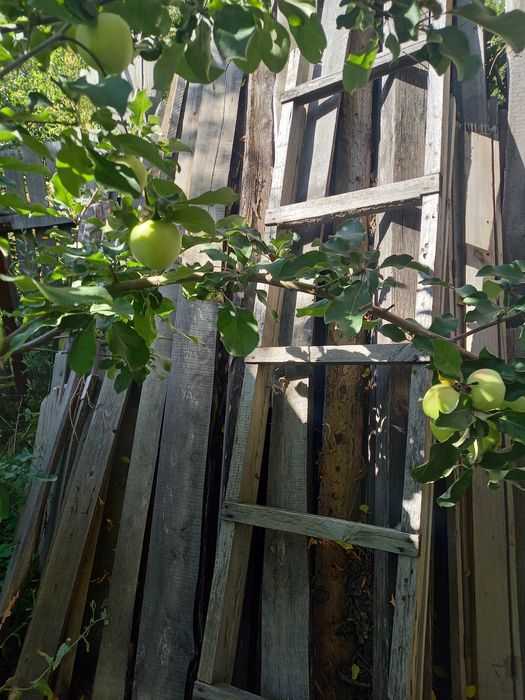 Продам деревоотходы