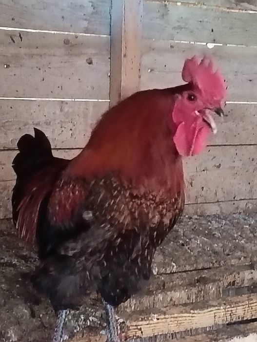 Cocosi de rasa Marans