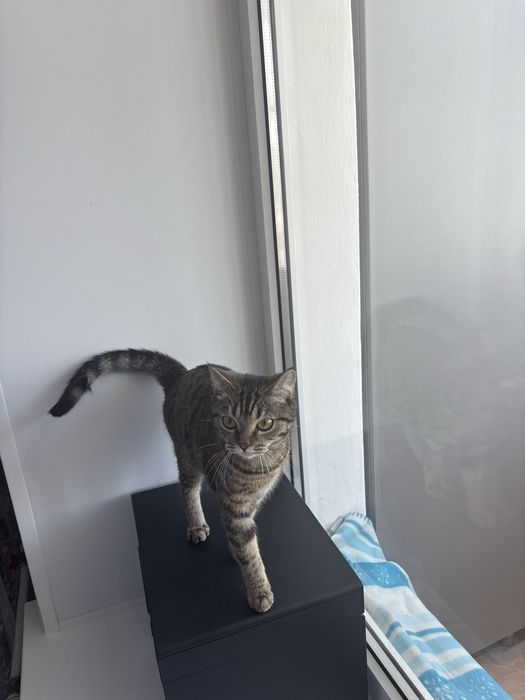 Отдам кошку в добрые руки