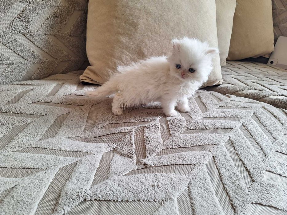Персийски котенца
