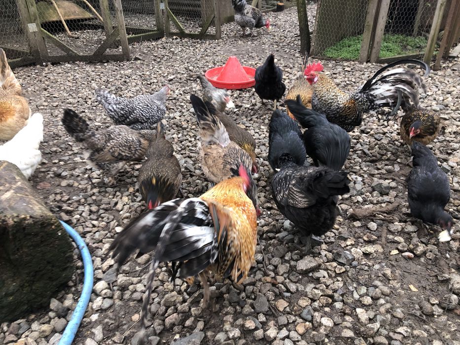 Oua incubat gainuse pheonix, motate , pitice