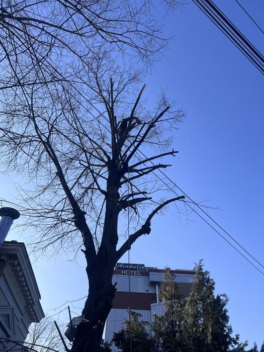 toaletăm copaci periculoși Și alte servicii
