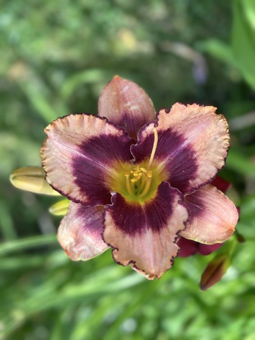 Хемерокалиси