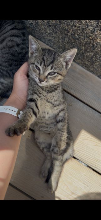 Котята в добрые руки!