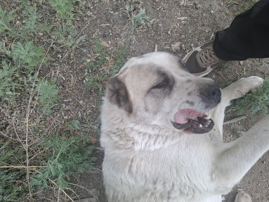Алабай девочка белая