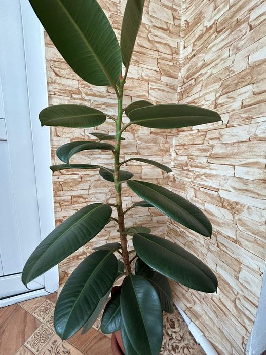 Продам цветок Фикус