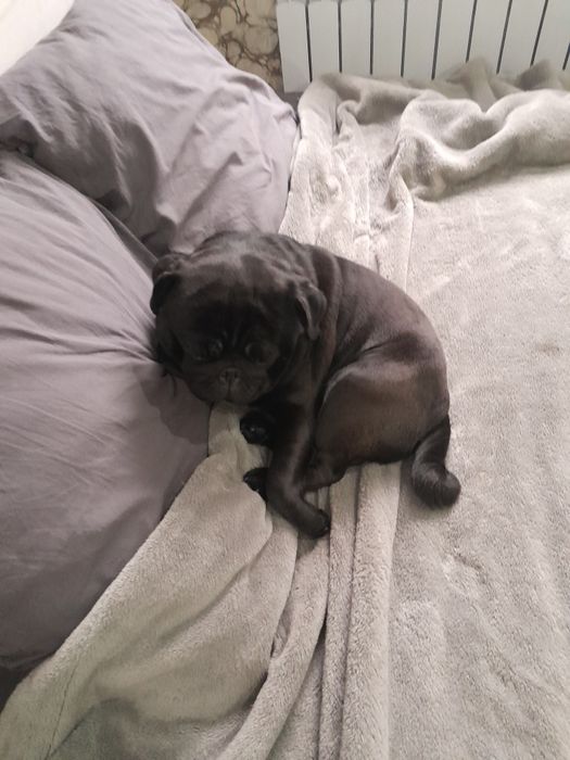 Продам мопса кабель