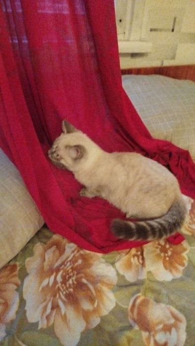 Отдам котят в хорошие руки