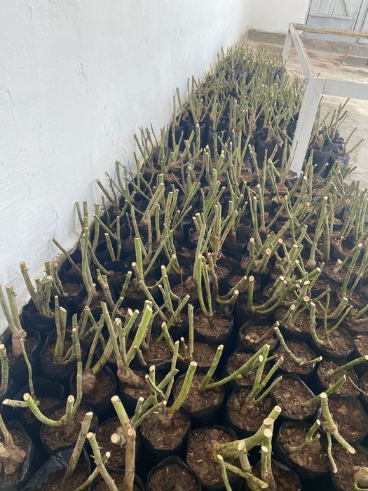 Цветы гулдер бар