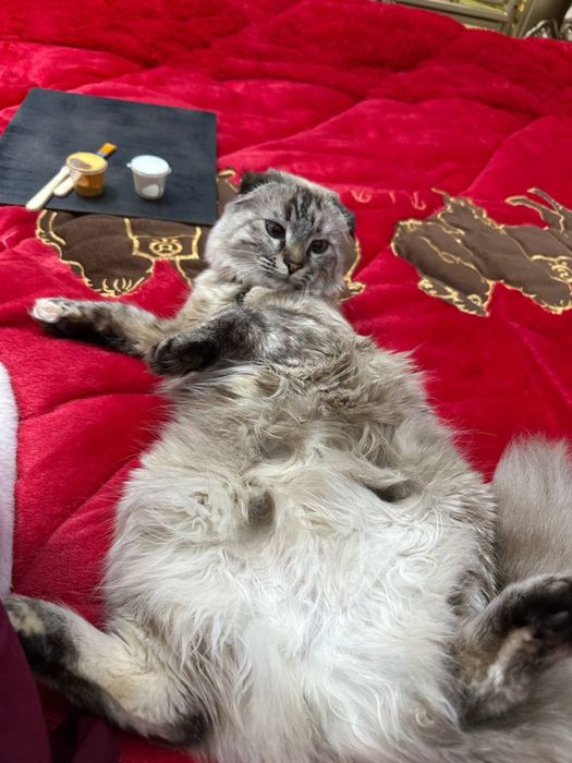 Scottish Fold Highland
