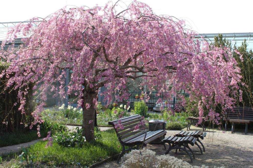 Плачеща японска вишна – Prunus ‘Pendula Rubra’