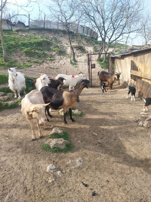 Млади млечни кози