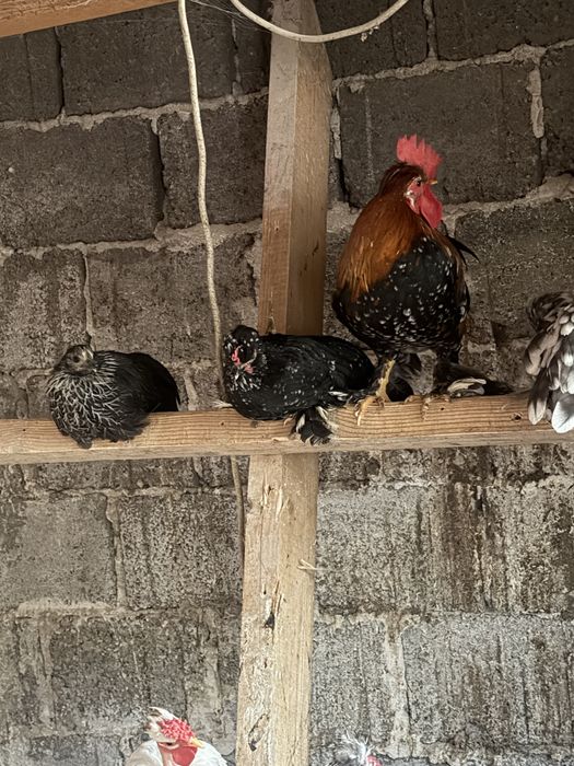 Găini și cocoși pitici , incalțați , moțați , barboși .