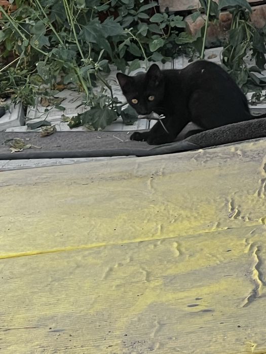 Котята мышеловы подарю