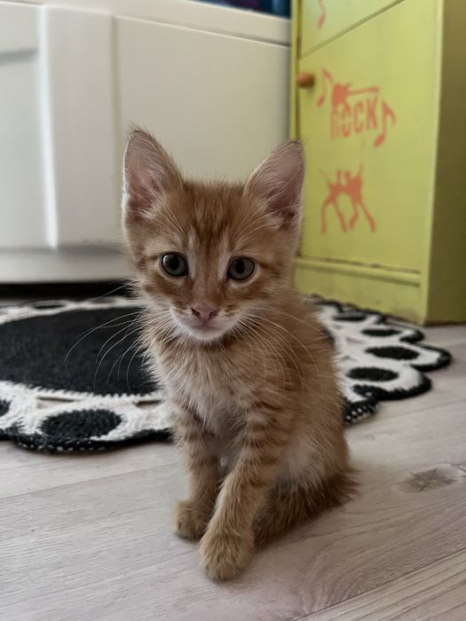 Котенок(мальчик)в добрые руки