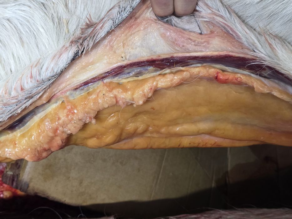 Биелер сатылады елі қазы