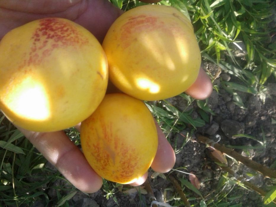 SHOFTOLI kuchatlarini Eng yangi sortlari bor maykris Amerika Vinnus