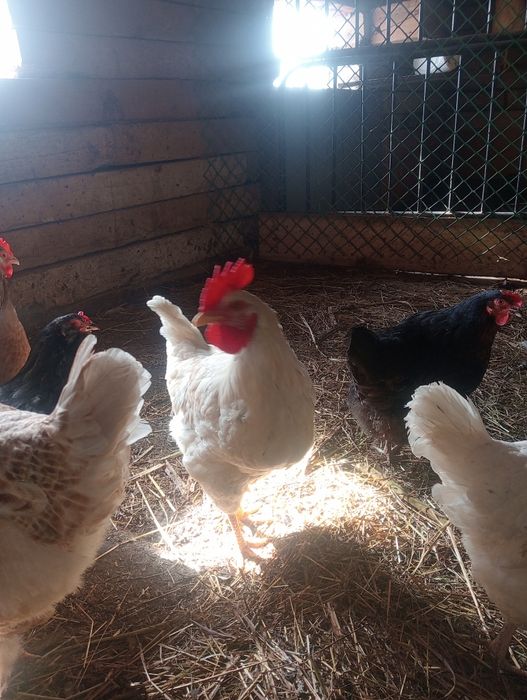 Продам петушков.