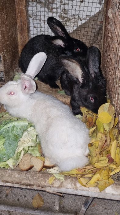 Навзеланские кролики