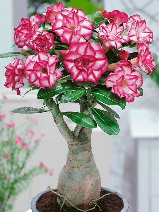 Адениум или роза пустыни