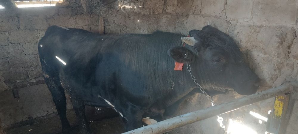 Продаётся бычки породистые хорошие стоят на откорме  гот  полтора