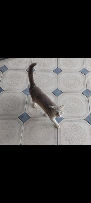 Отдам 2котят   и кошку
