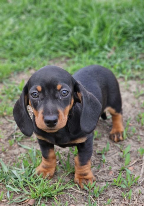 Tekel femela iepurar