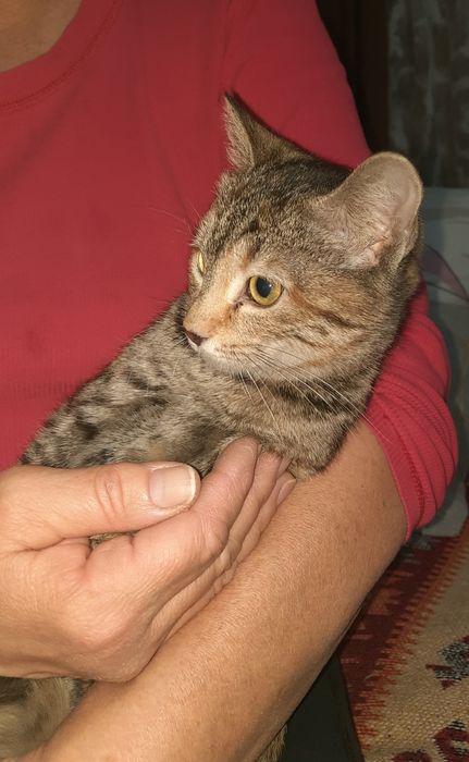 Котенок, ищет дом