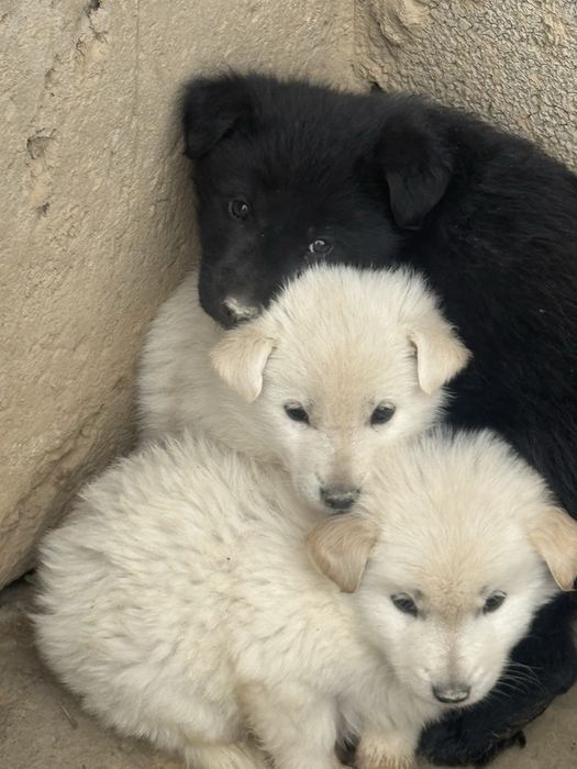 Продам щенков 2 месяца